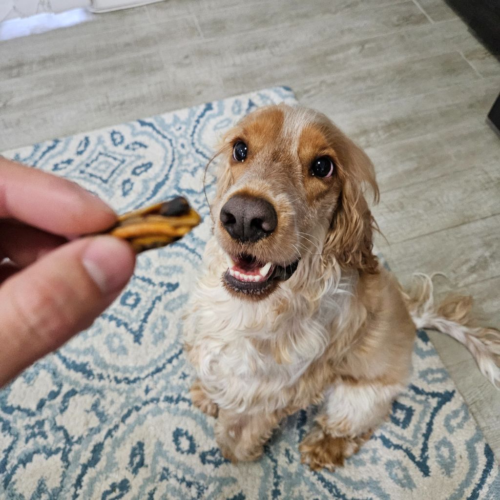 do being treated green lipped mussel dog treat