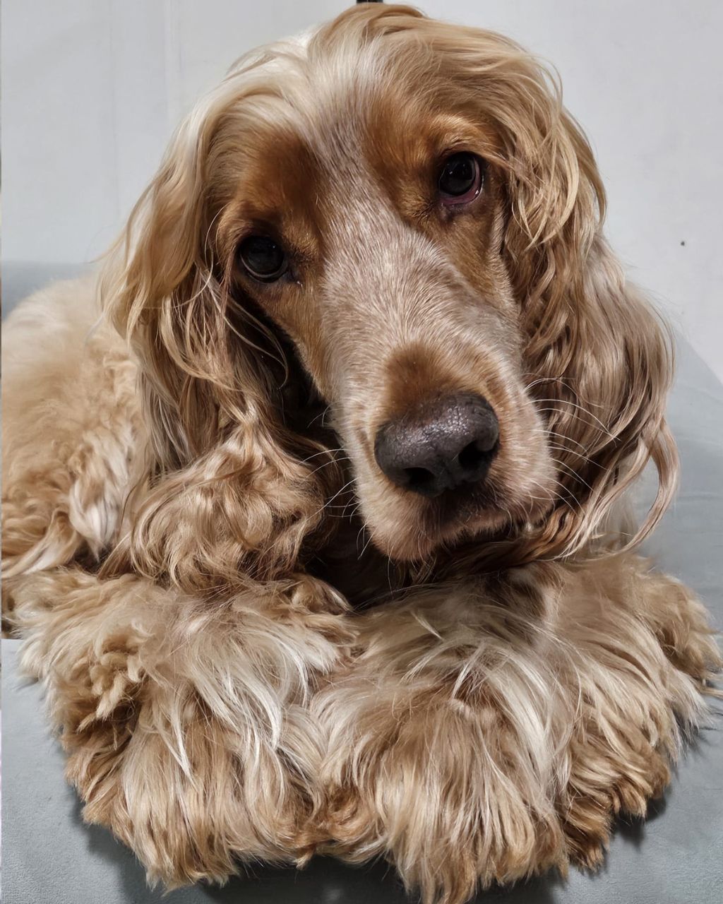 dog looking at camera