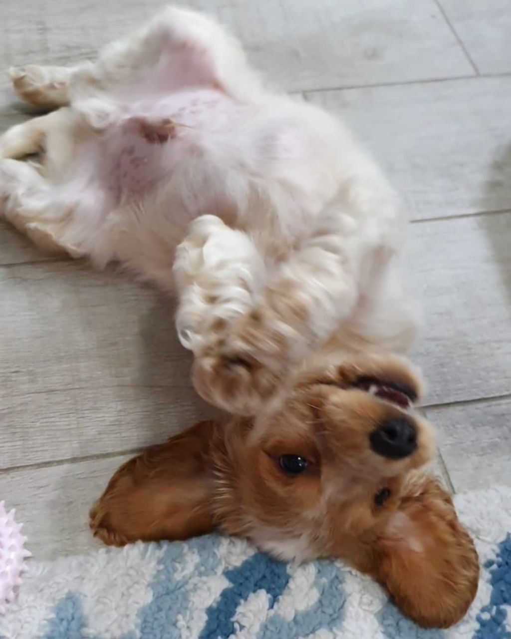 dog lying upside down