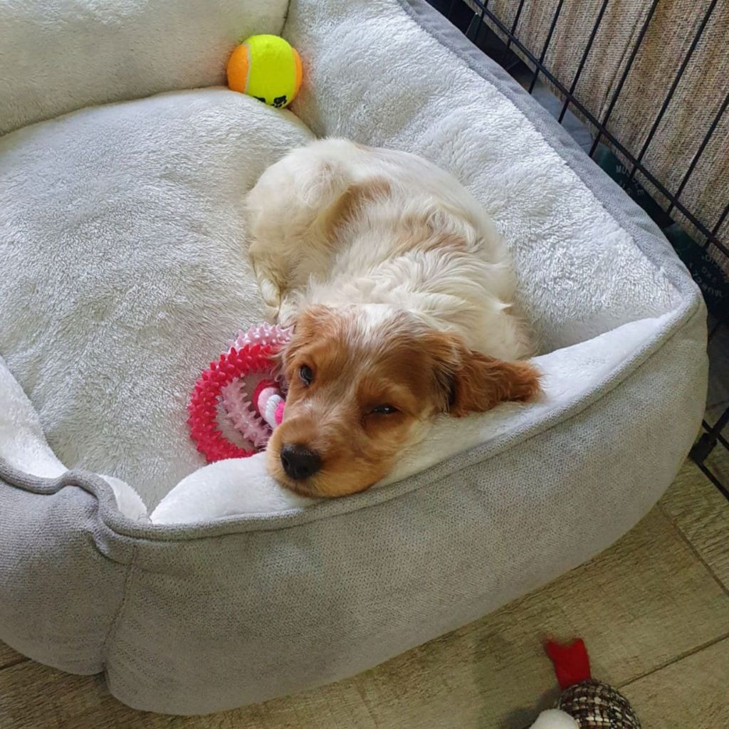 puppy sleeping on bed