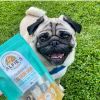 Dog with Alfie's Treatos dog treats