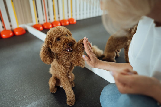 Training with dog training treats