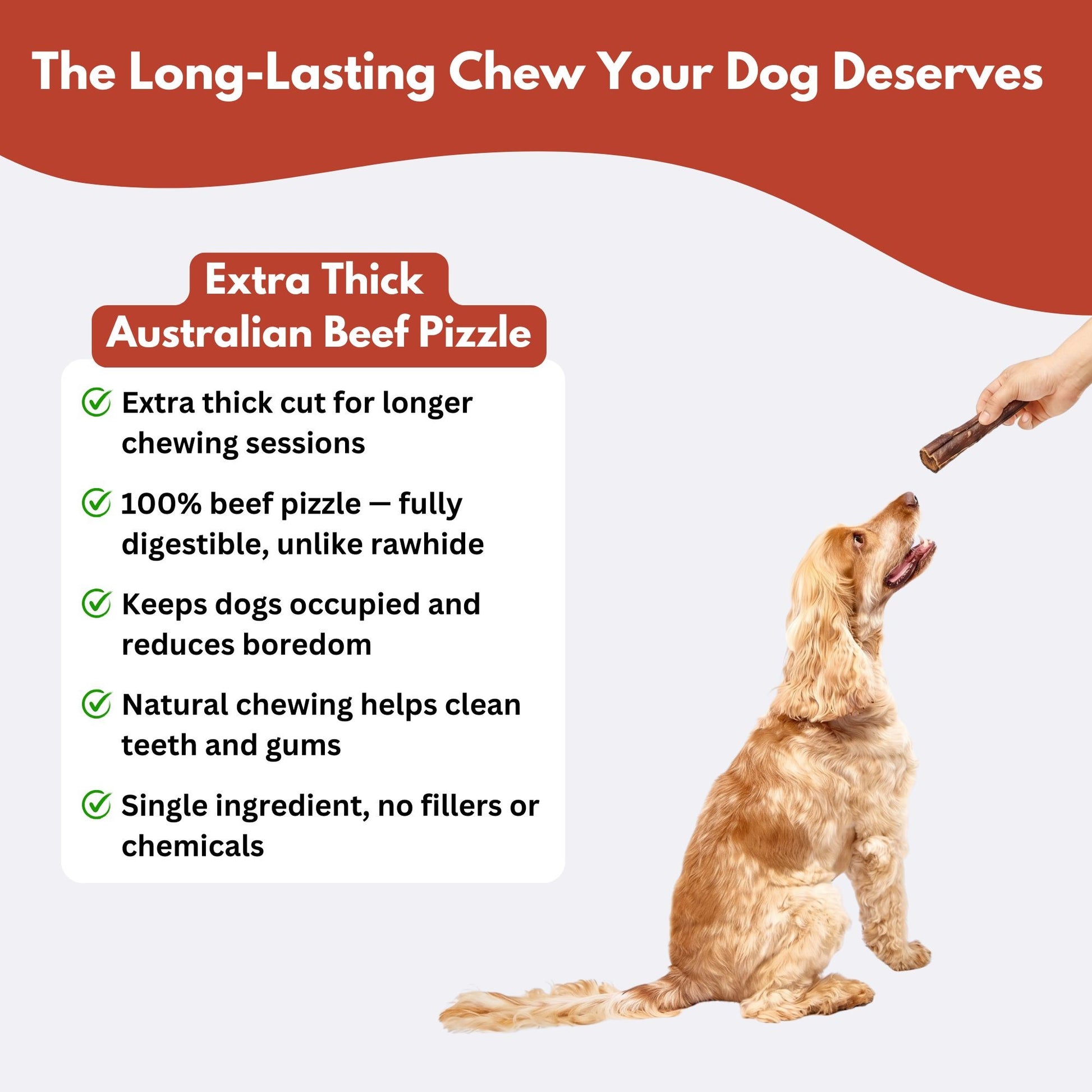 Extra thick Australian beef pizzle - long lasting chew