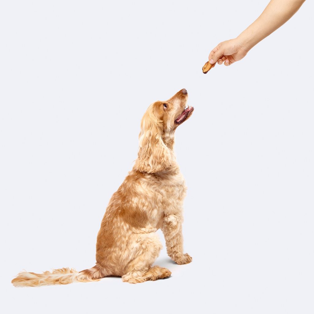 Dog being given green lipped mussel treat