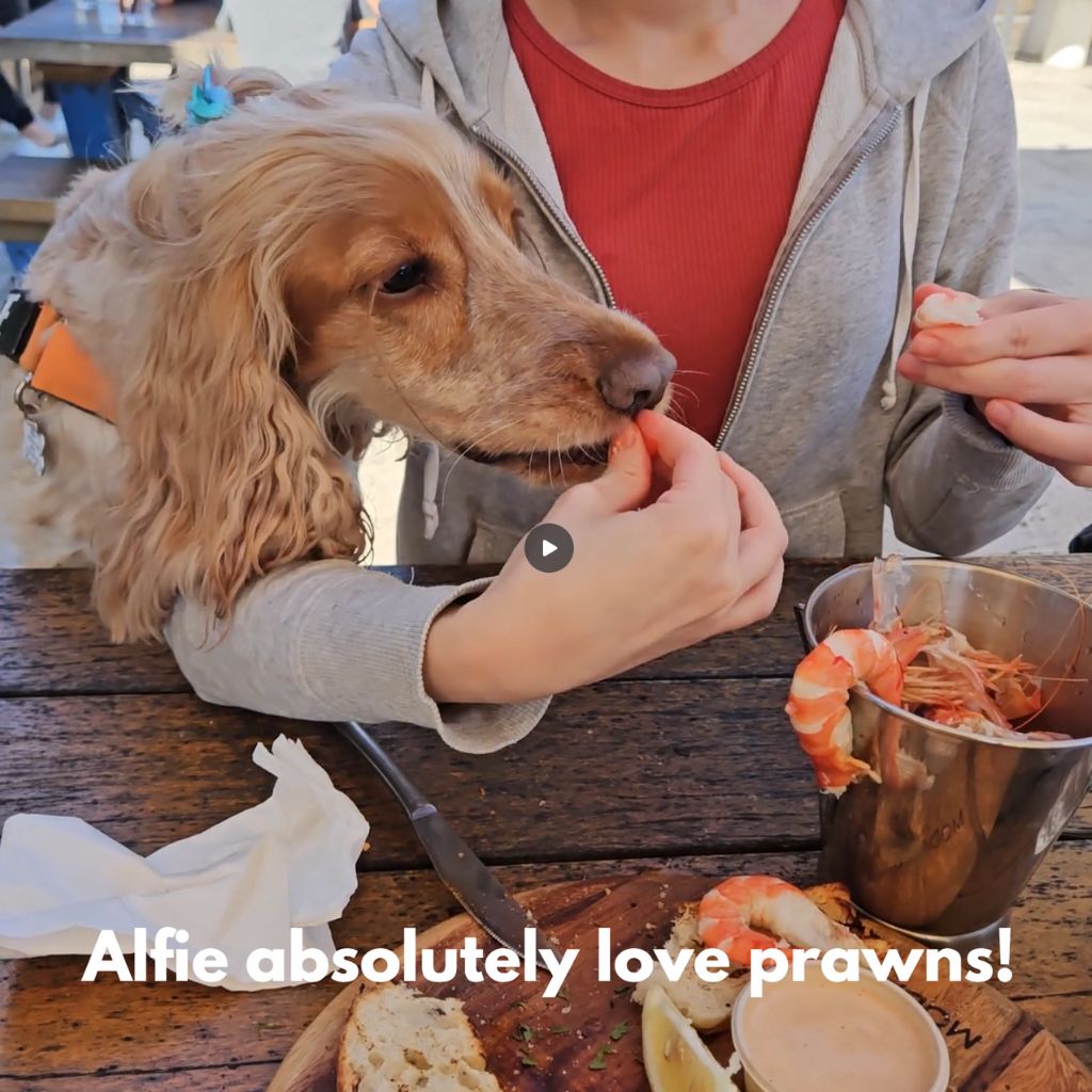 dog eating prawns