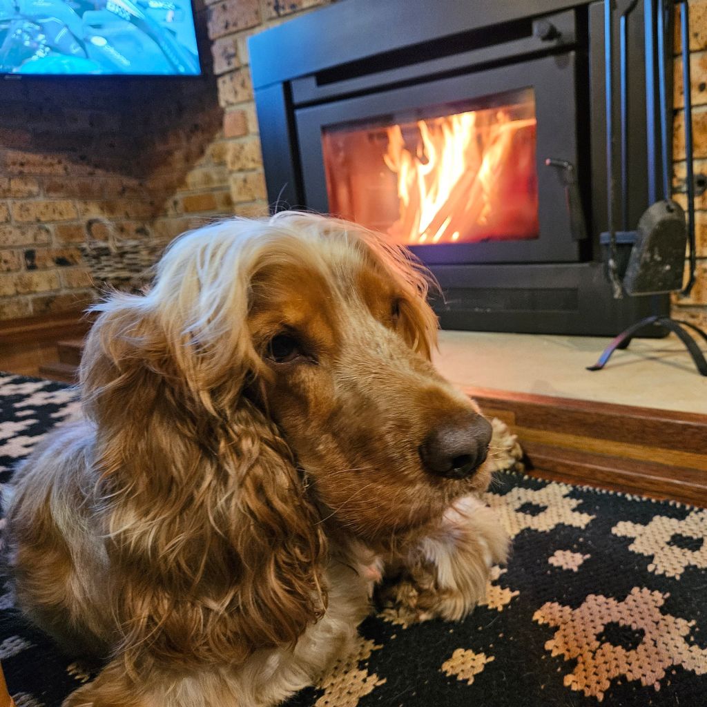 dog sitting in front of a fireplace