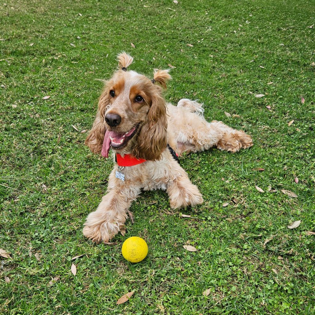 dog sitting in front of ball