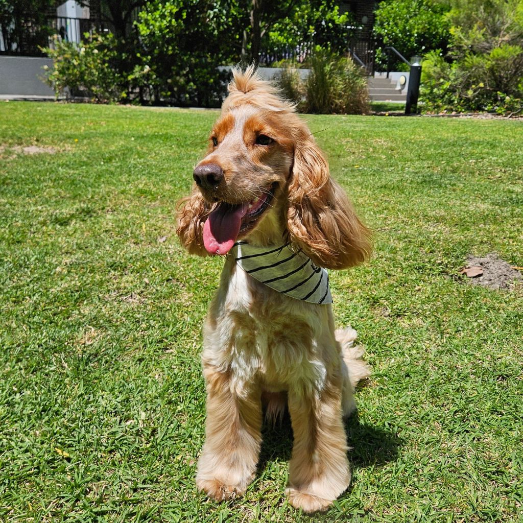 dog sitting on grass