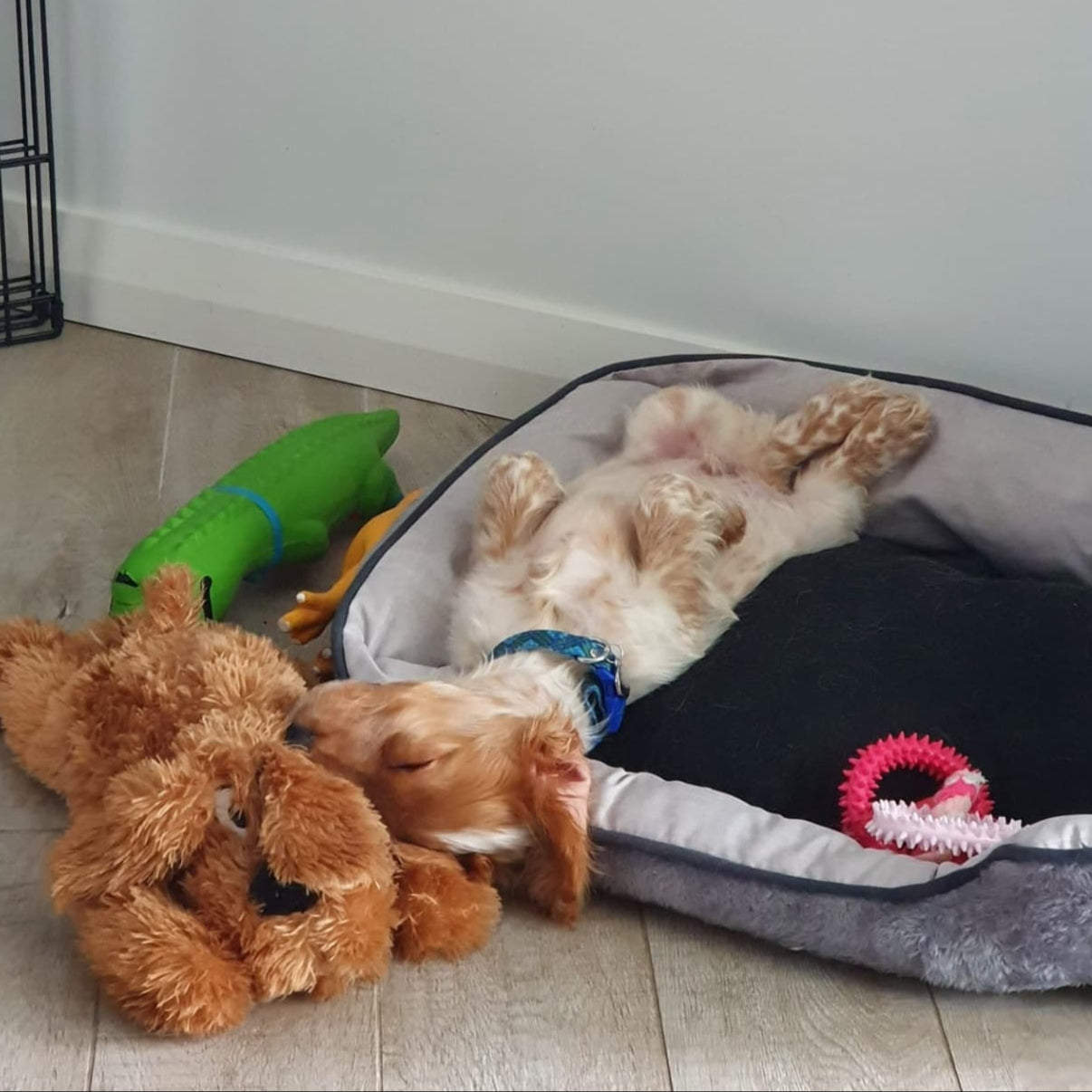 dog sleeping bed upside down