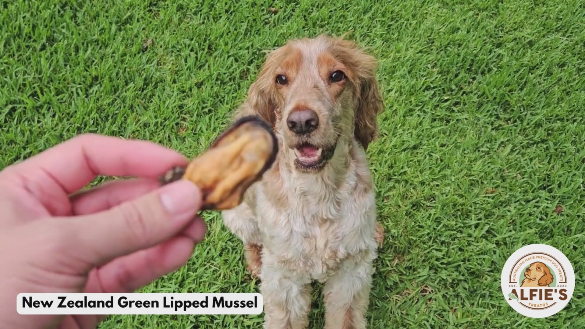 Dog being treated with green lipped mussel dog treat