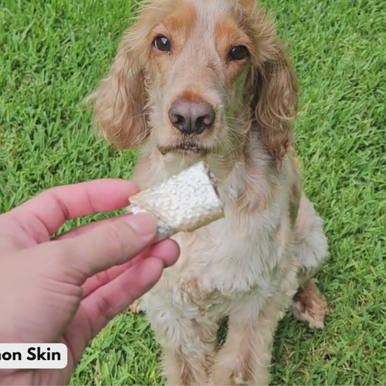 Dog being treated with salmon skin dog treat