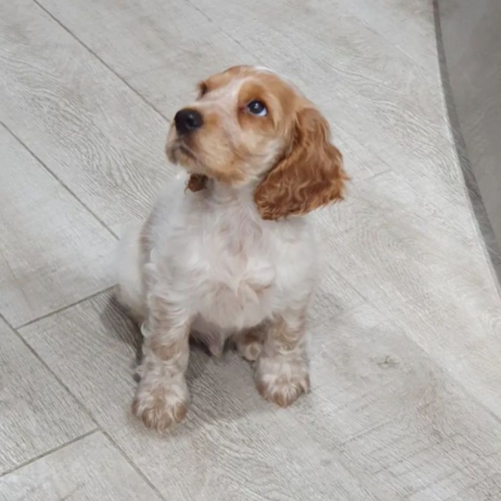 puppy sitting waiting for food