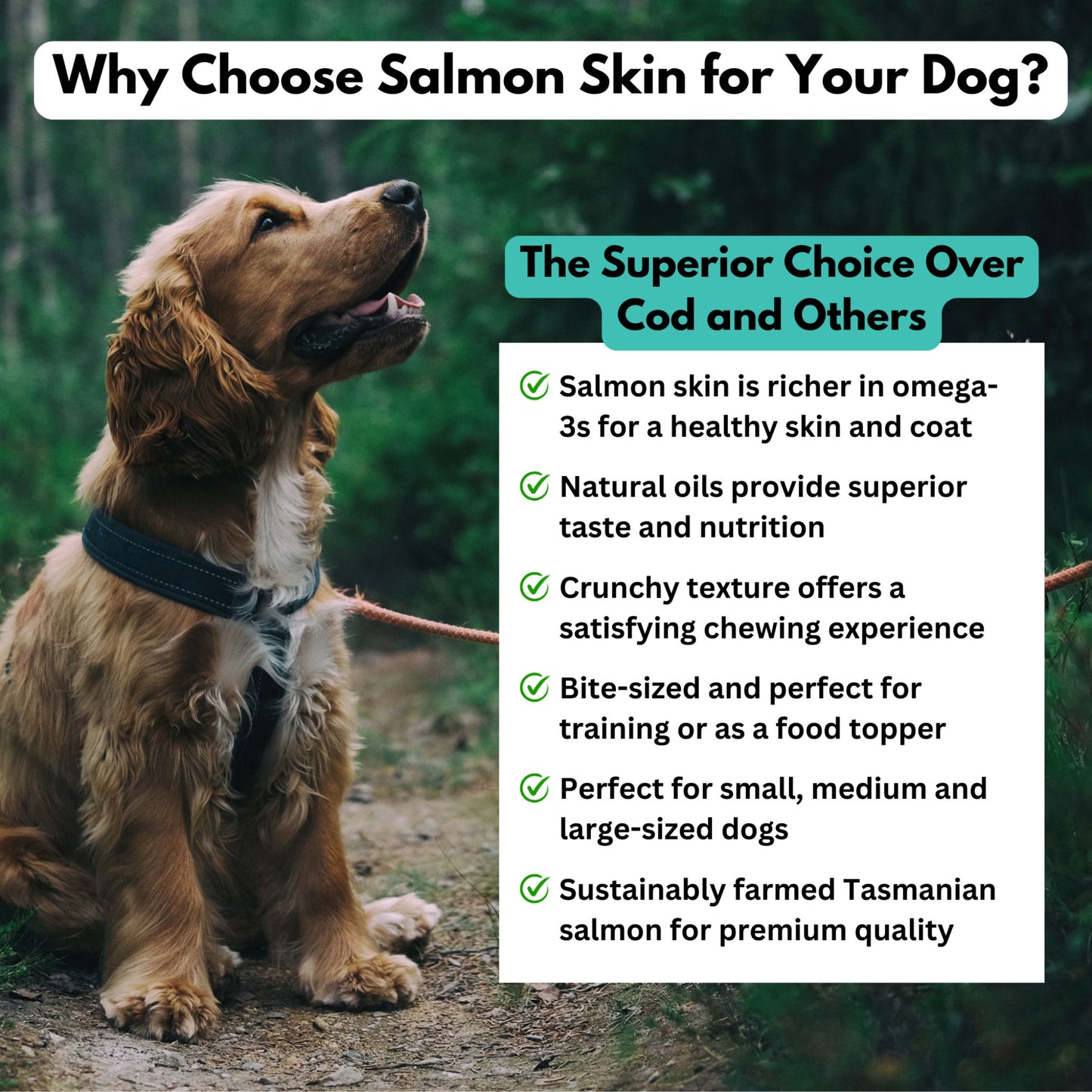 salmon skin dog treats why choose